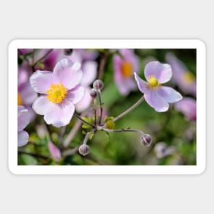 Delicate Anemone Sticker